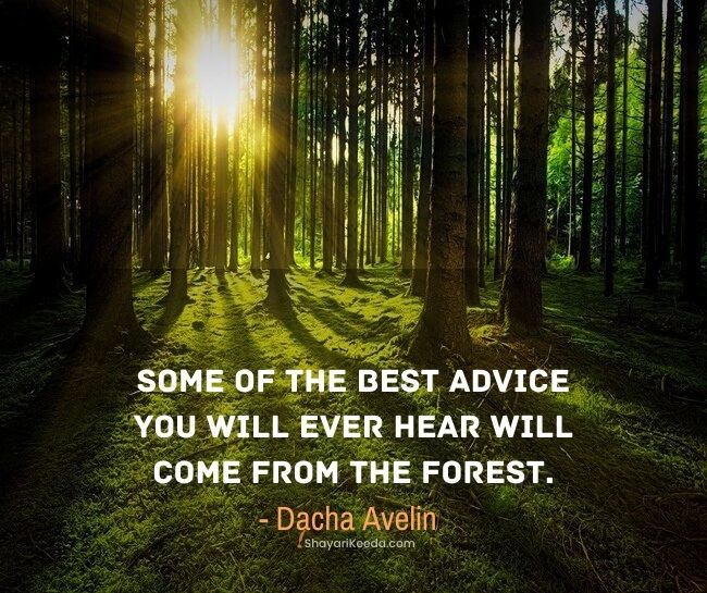 Wild forest quotes