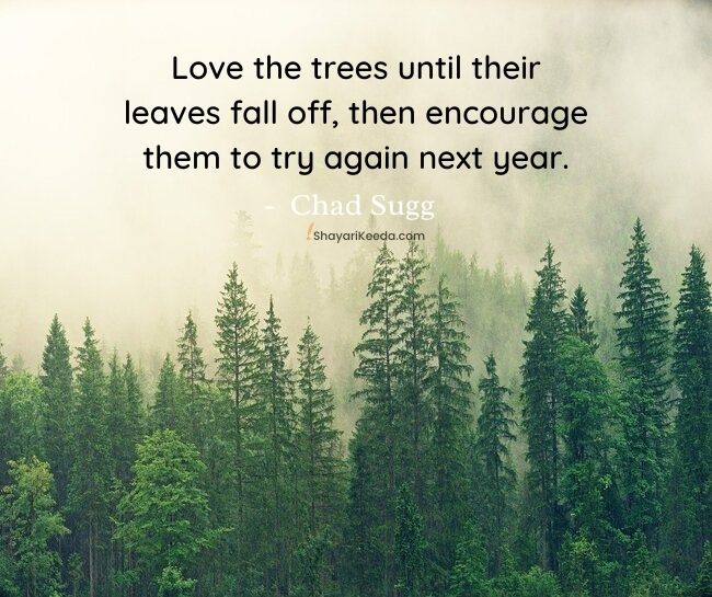 Nature forest quotes