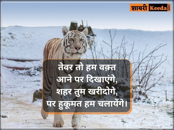 Tiger status in hindi