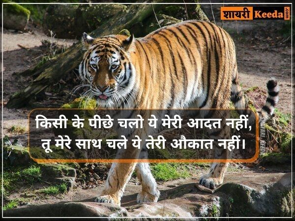 Tiger shayari status