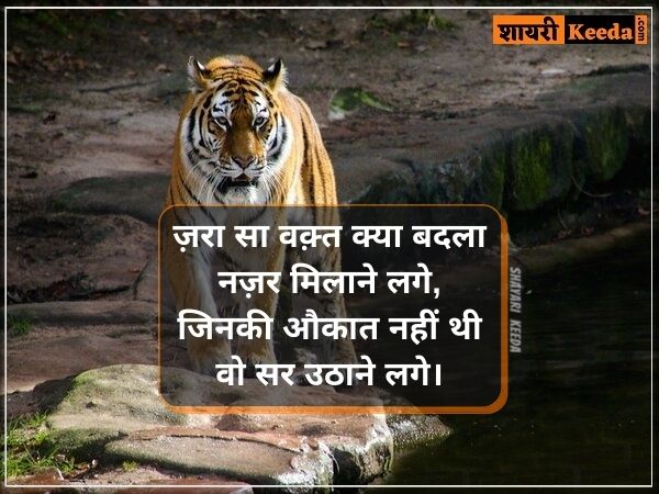 Tiger attitude quotes in hindi